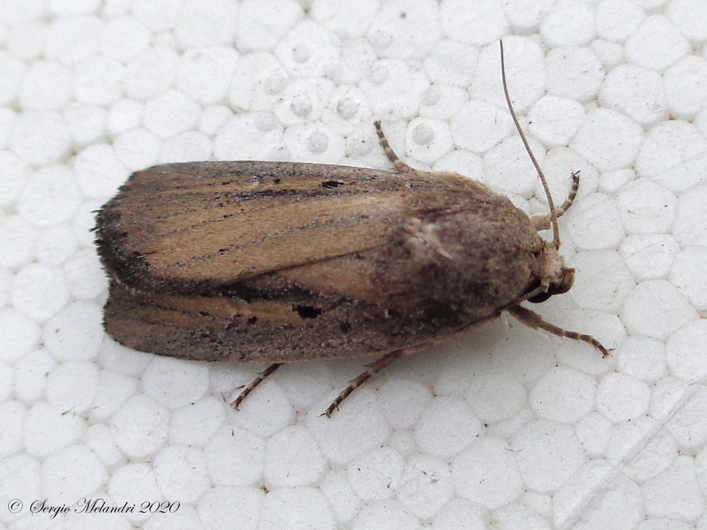 Noctuidae da ID - Athetis hospes